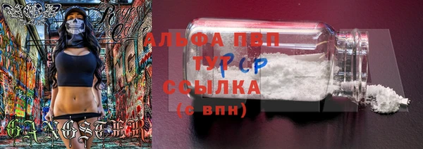 сатива Каменка